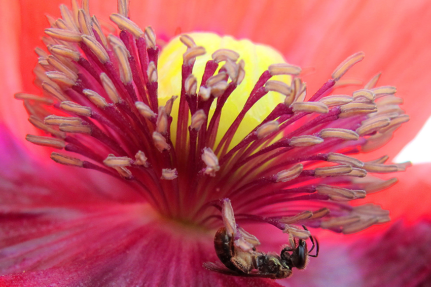 7. 8. Le pavot somnifère (Papaver somniferum, Papaveraceae) est une superbe rudérale. Sur ces photos, une andrène (7.) et une petite abeille du genre Lasioglossum (Halictidae) (8.) font de la gymnastique dans des fleurs d’œillette – variété botanique de pavot somnifère cultivée pour l’huile renfermée par ses graines – dont elles s’efforcent de collecter le pollen nourricier. 