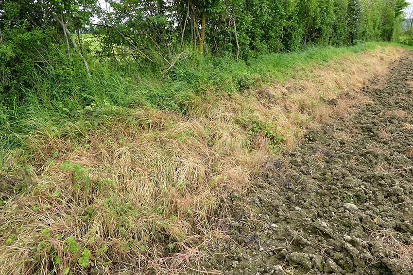 8. 9. Autre champ cultivé frangé de haies vives également pulvérisé d’herbicide en mars-avril avant d’être labouré. 