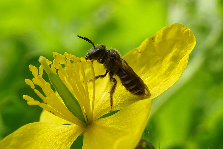 9. Une petite abeille halictide s’apprête à attaquer de ses mandibules l’anthère d’une fleur de chélidoine, lumineuse rudérale à l’avenant feuillage découpé.