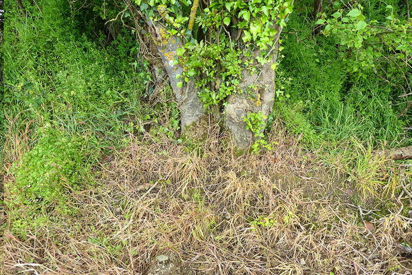 8. 9. Autre champ cultivé frangé de haies vives également pulvérisé d’herbicide en mars-avril avant d’être labouré. 