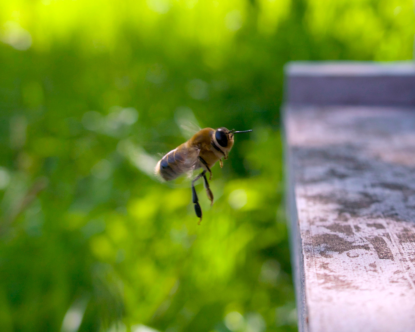 Un faux bourdon de retour à la ruche. Photo ©Adobe Stock