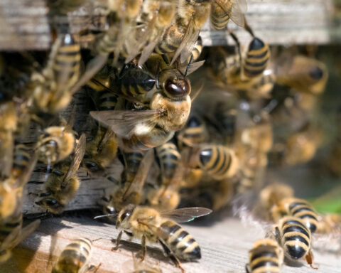 Un faux bourdon au milieu des ouvrières, reconnaissable à ses gros yeux, son corps plus massif et caractérisé par un vol plus bruyant. Photo ©Adobe Stock