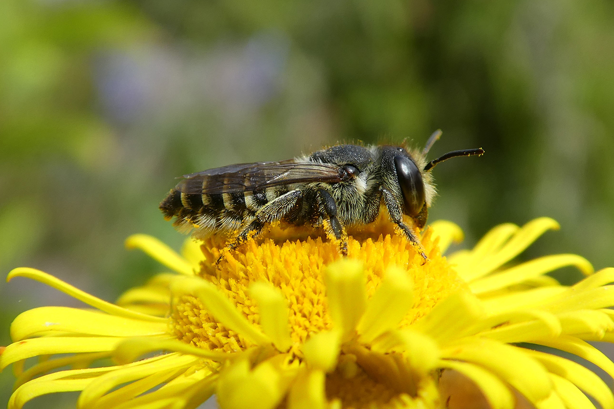 47. Une femelle Megachile prend un bain de soleil l’été sur une fleur de pulicaire dysentérique. Suivant leur espèce, les abeilles tapissières ou découpeuses de feuilles du genre Megachile alignent les cellules larvaires où leur progéniture se développe dans des tiges (espèces caulicoles) qu’elles garnissent de petits tonnelets de feuilles ou de pétales floraux abritant œufs et provisions, ou les alignent dans le sol (espèces terricoles).