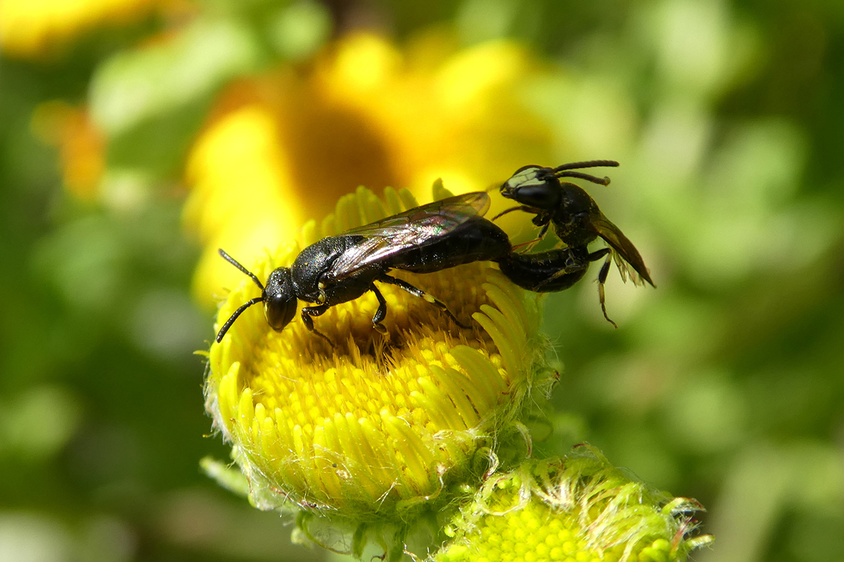 Couple d’hylées (Hylaeus, Colletidae) in copula sur une « fleur rendez-vous ». La plupart des espèces de ce genre de petites abeilles noires et glabres (communément dénommées « abeilles masquées » en raison du clypeus ou masque facial des mâles) creusent leur terrier et aménagent leur nid dans des tiges herbacées ou ligneuses de ronce (espèces dites rubicoles : de Rubus, « ronce »), rosier, ajonc, vigne, panicaut, roseau, chaume, etc. Hylaeus pectoralis niche dans les galles fusiformes dont une mouche provoque l’apparition sur les tiges florales du roseau commun. Opportunistes, ces abeilles de petite taille (env. 5 mm) nidifient aussi dans des bancs de sable, du bois mort, des rochers, dans la maçonnerie, les parois verticales de sols compactés (sable et argile) ou des crevasses de joints de mortier.