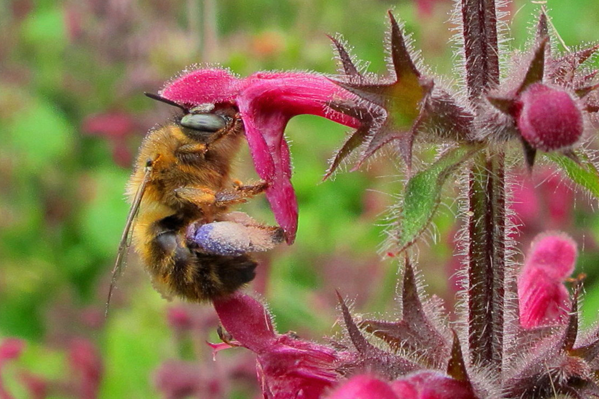 Anthophore à quatre taches (Anthophora quadrimaculata, Apidae) femelle sirotant du nectar sur une fleur d’épiaire des bois (Stachys sylvatica). Cette espèce nidifie dans le sol, les parois verticales des talus au sol argileux ou meuble, les murs en torchis, voire dans les joints d’argile liant pierres ou briques dans les murs.  