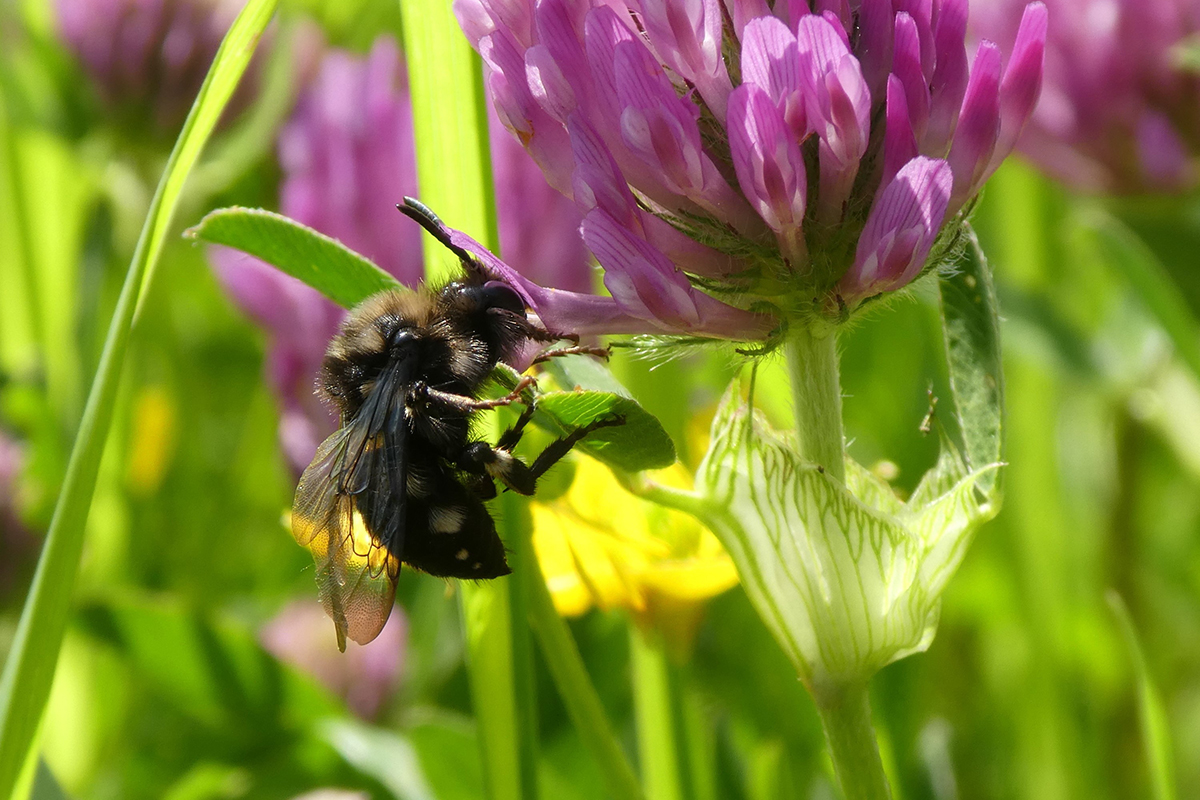 Mélecte à front blanc (Melecta albifrons, Apidae) se régalant de nectar sur une fleur de trèfle violet (Trifolium pratense). Cette abeille-coucou parasitant les anthophores, elle affectionne les mêmes sites de nidification que ses hôtes. 