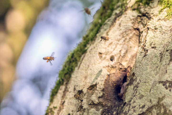 ENTRÉE-NID-ABEILLES-ARBRE