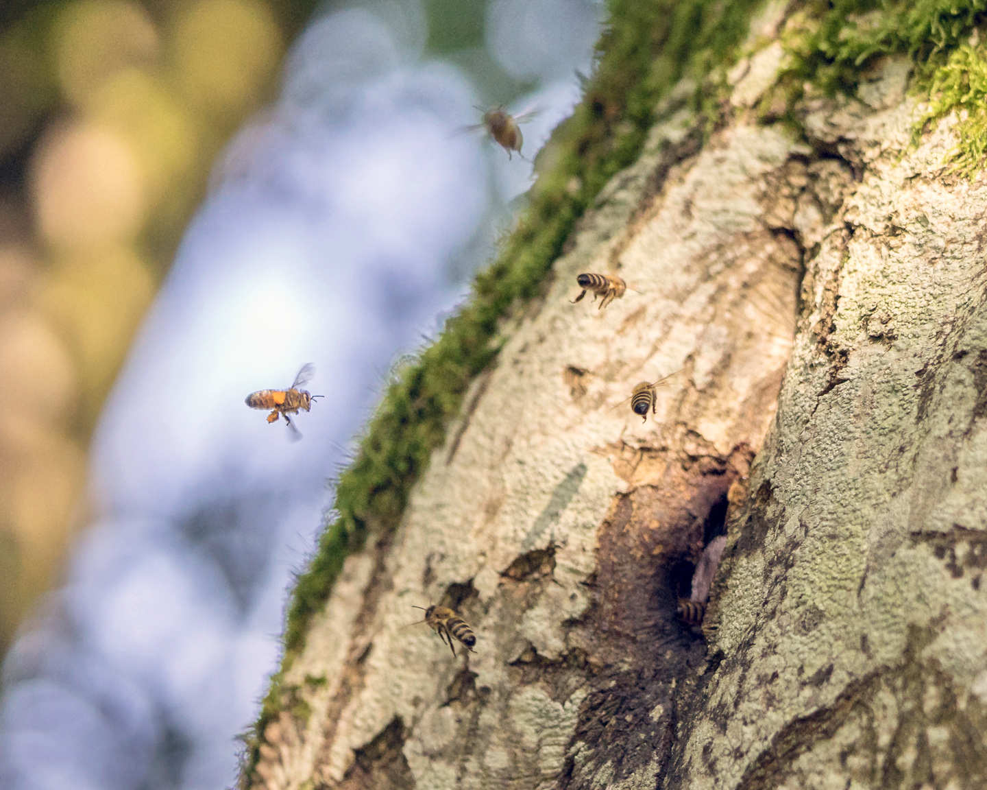 ENTRÉE-NID-ABEILLES-ARBRE