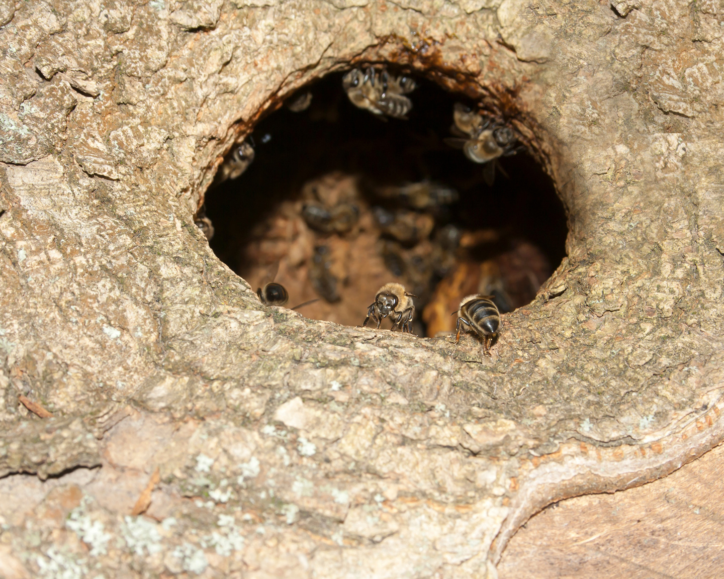 Une colonie d’abeilles mellifères installée dans un arbre creux. Photo ©Adobe Stock