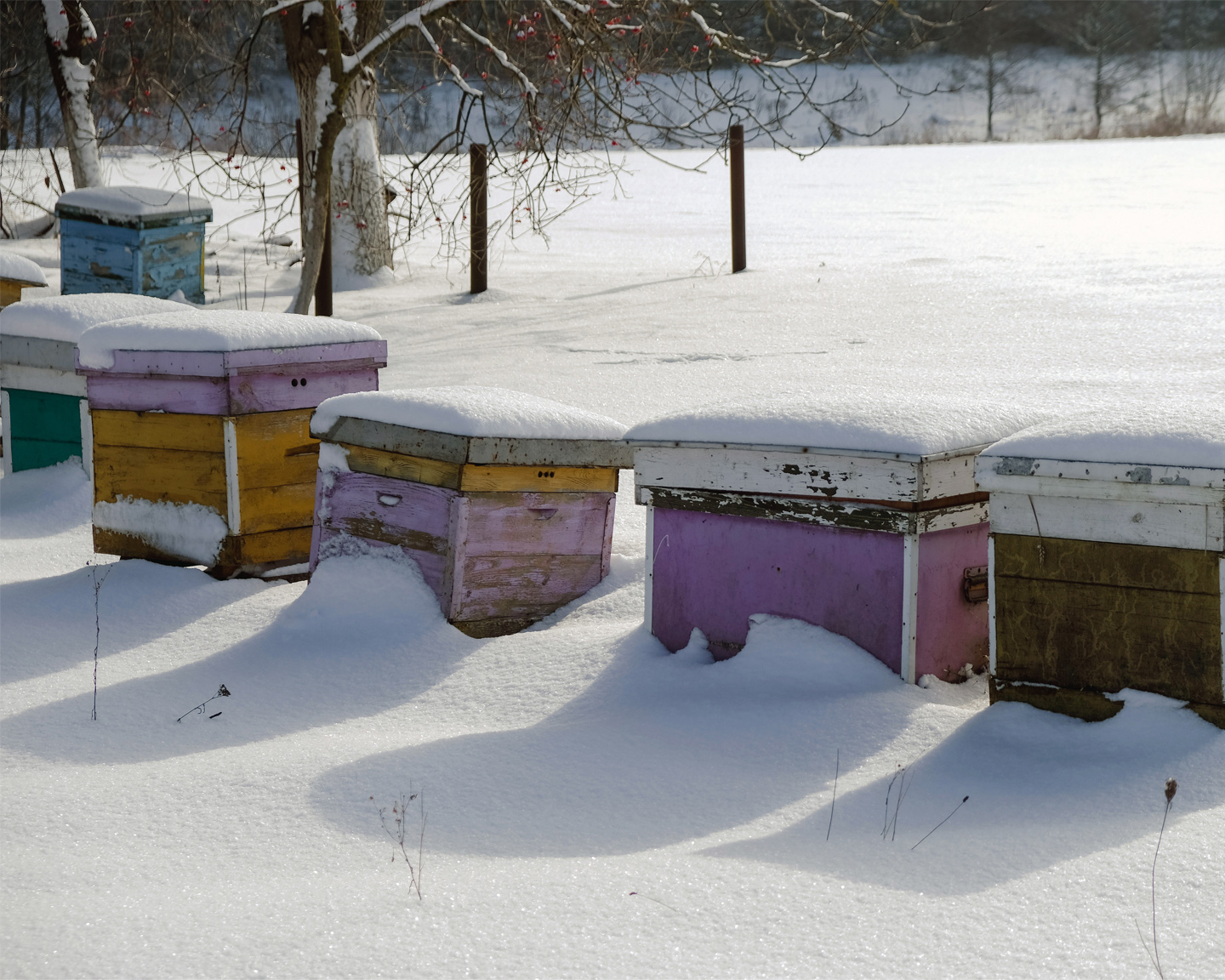 Un rucher en plein hiver. Photo ©Adobe Stock