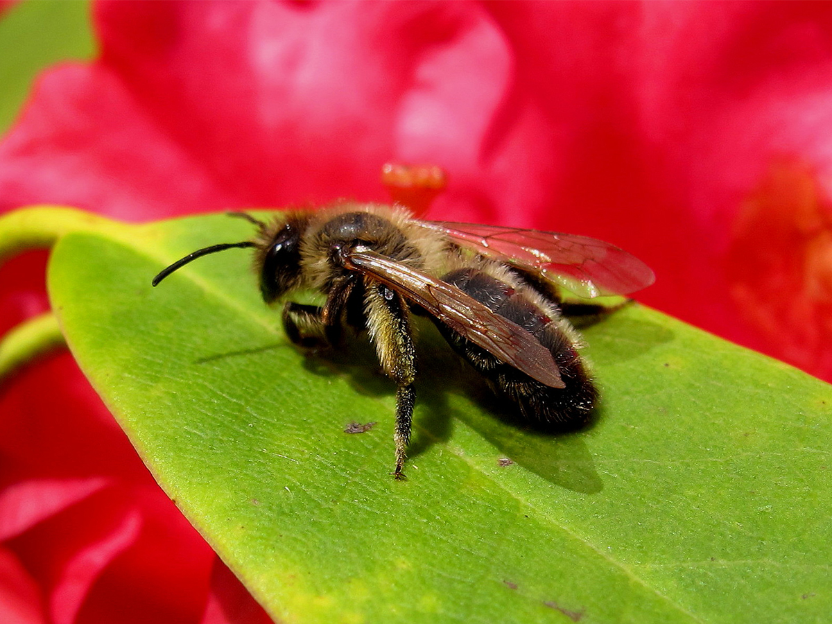 Vie et mort des paysages. Agriculture intensive et abeilles sauvages. Part. 3