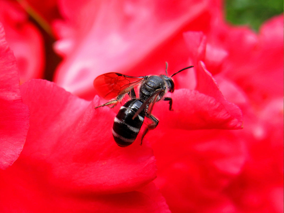 Vie et mort des paysages. Agriculture intensive et abeilles sauvages. Part. 3