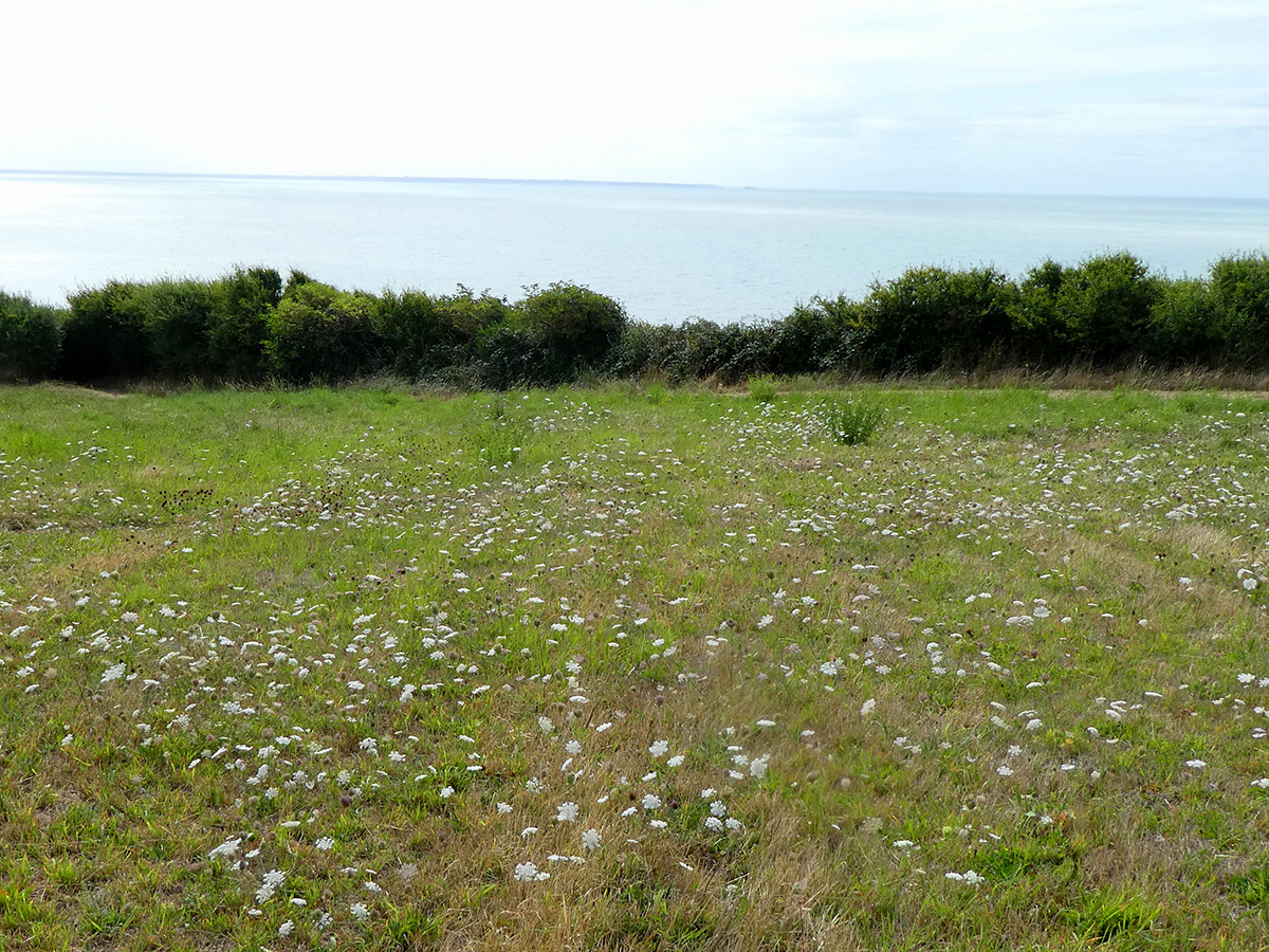 Vie et mort des paysages. Agriculture intensive et abeilles sauvages. Part. 3