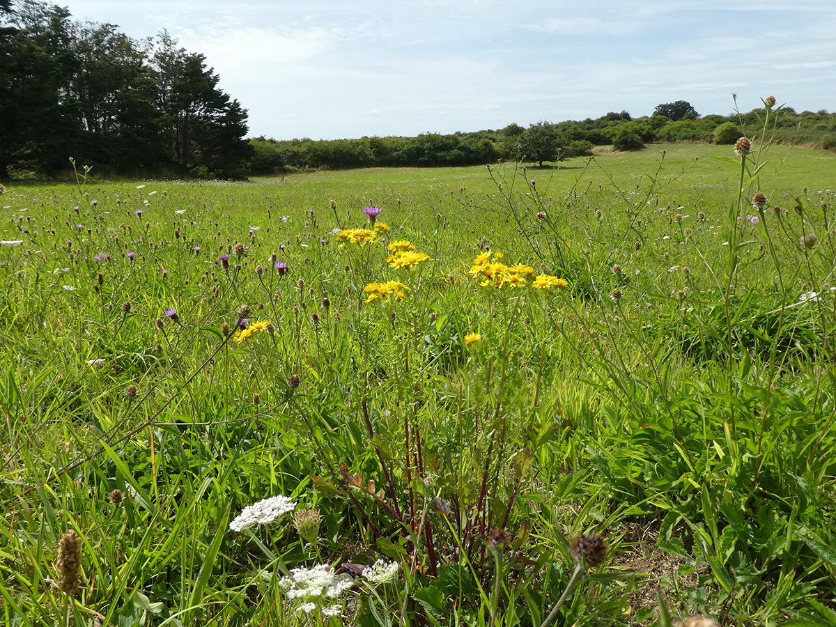 Vie et mort des paysages. Agriculture intensive et abeilles sauvages. Part. 3