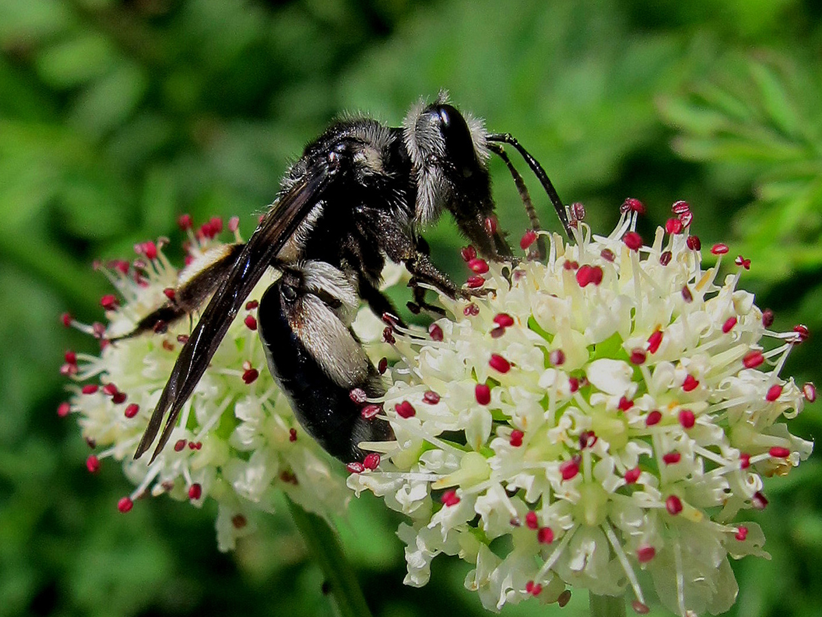 Vie et mort des paysages. Agriculture intensive et abeilles sauvages. Part. 3