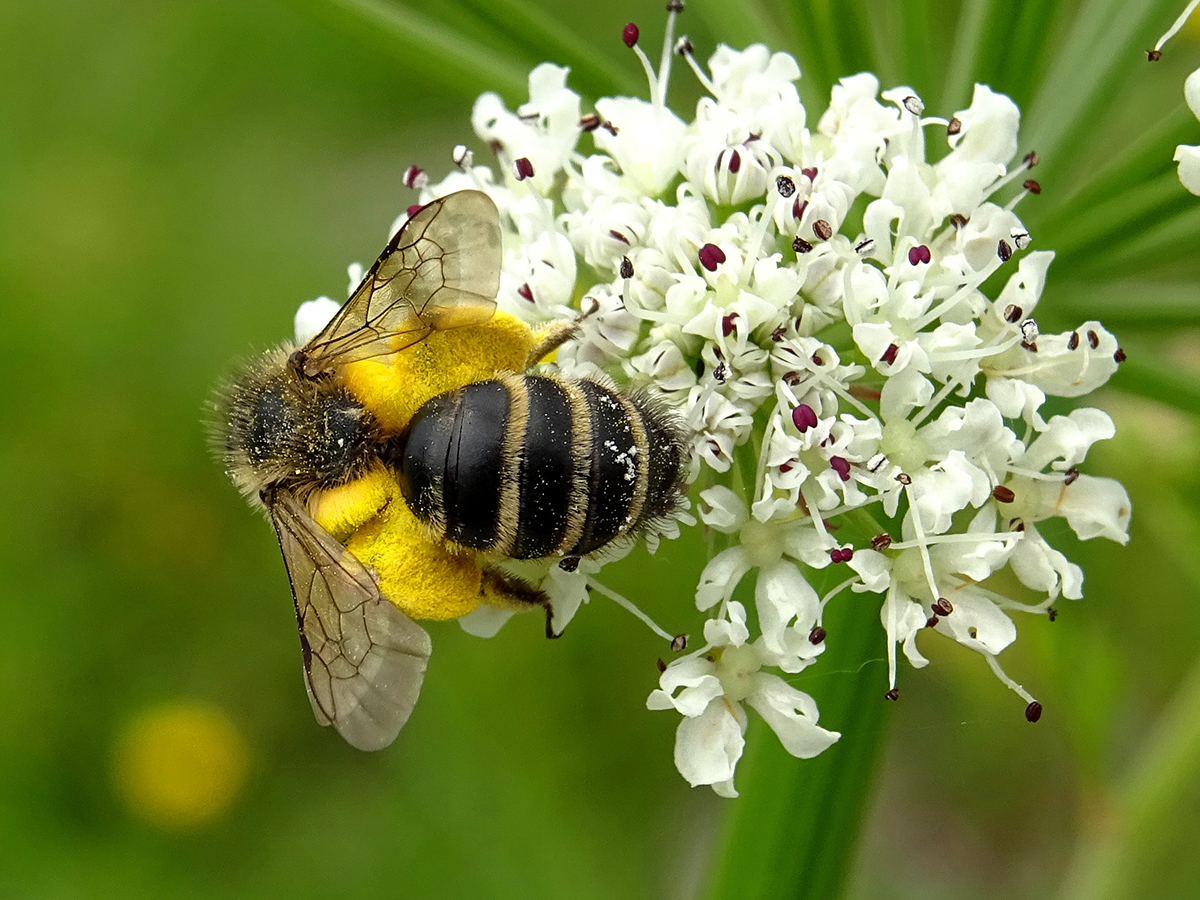 Vie et mort des paysages. Agriculture intensive et abeilles sauvages. Part. 3