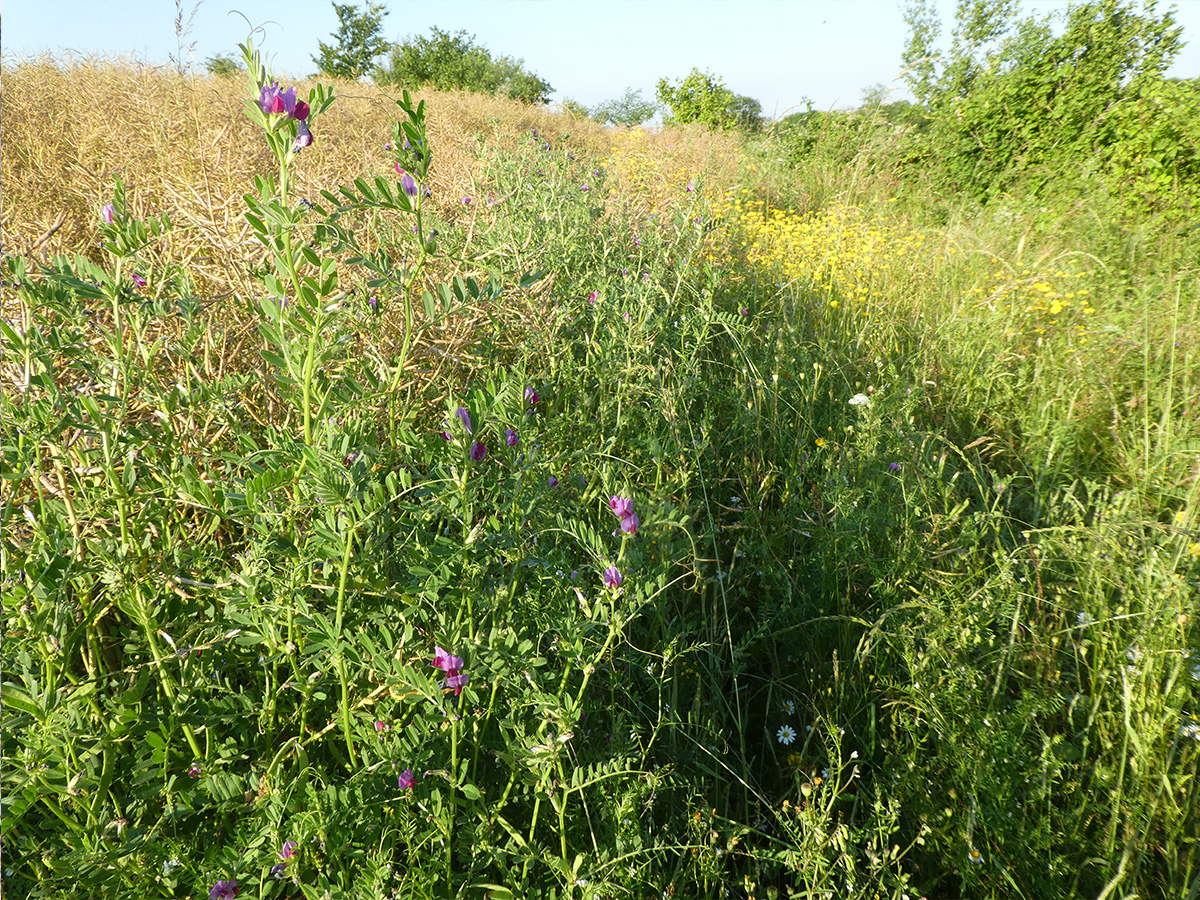 Vie et mort des paysages. Agriculture intensive et abeilles sauvages. Part. 3