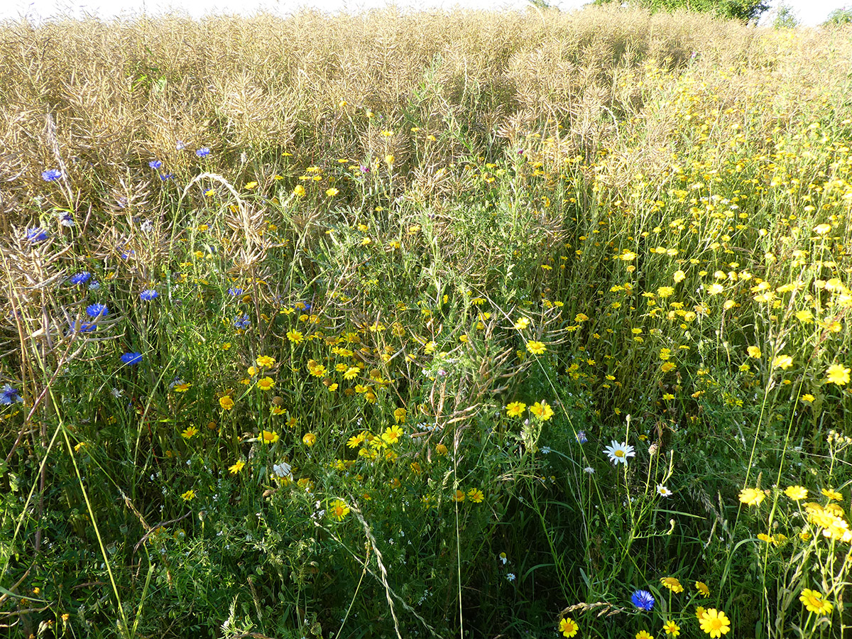 Vie et mort des paysages. Agriculture intensive et abeilles sauvages. Part. 3