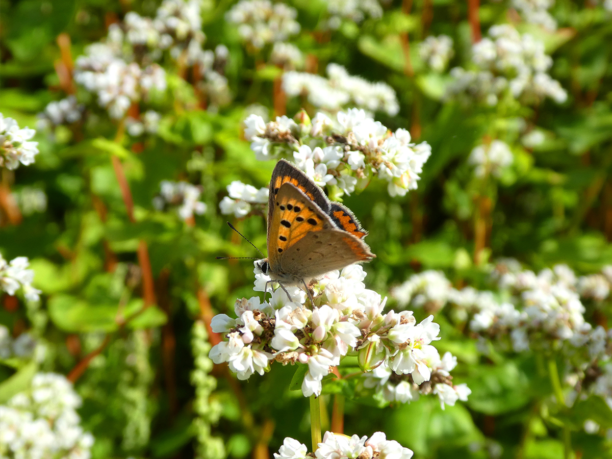 Vie et mort des paysages. Agriculture intensive et abeilles sauvages. Part. 3