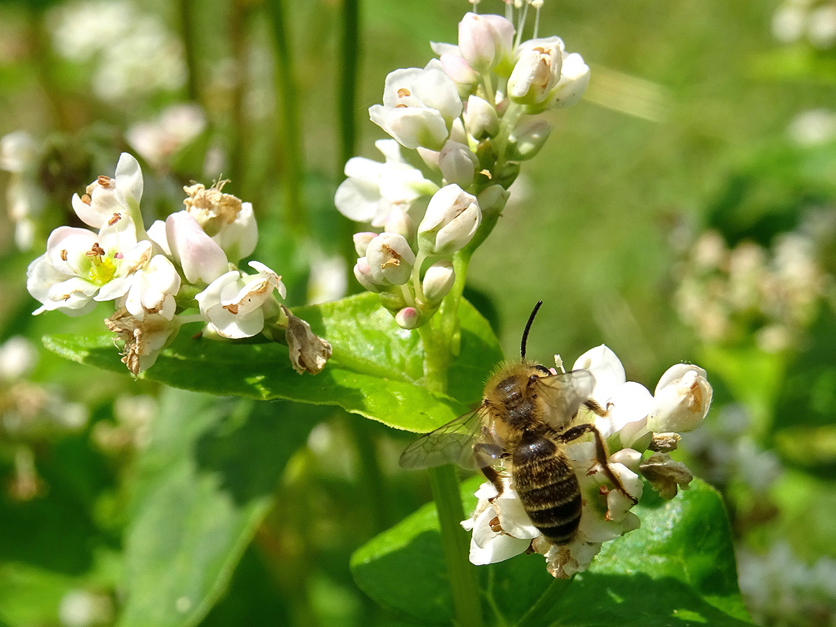 Vie et mort des paysages. Agriculture intensive et abeilles sauvages. Part. 3