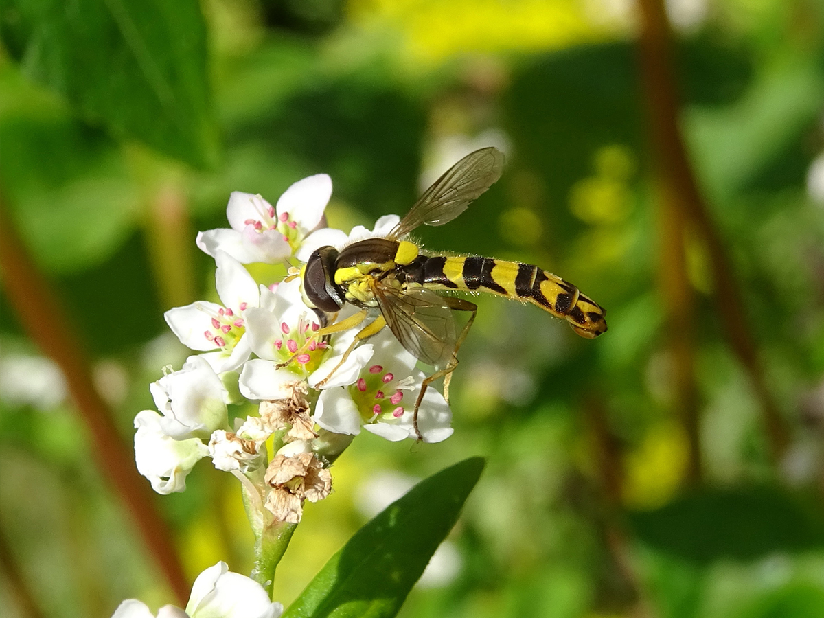 Vie et mort des paysages. Agriculture intensive et abeilles sauvages. Part. 3