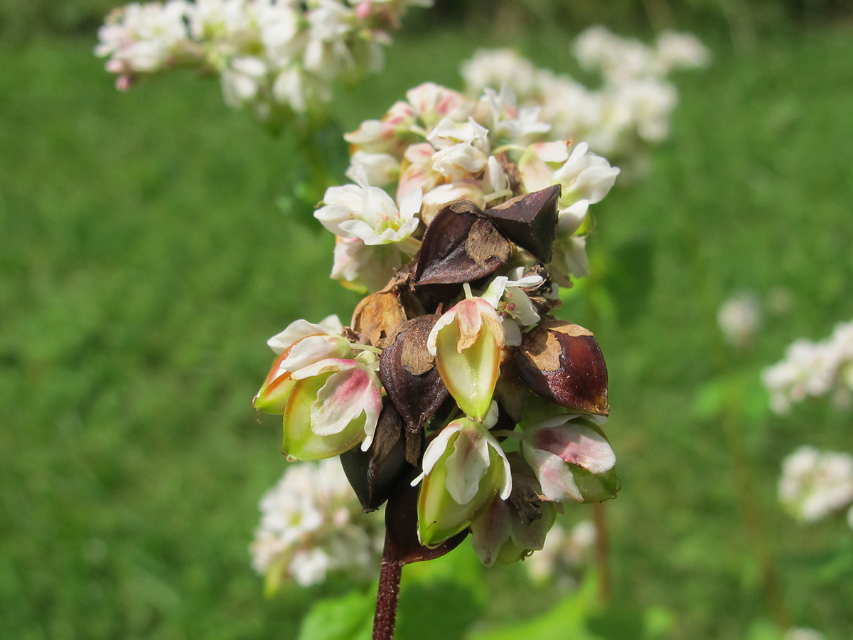 Vie et mort des paysages. Agriculture intensive et abeilles sauvages. Part. 3