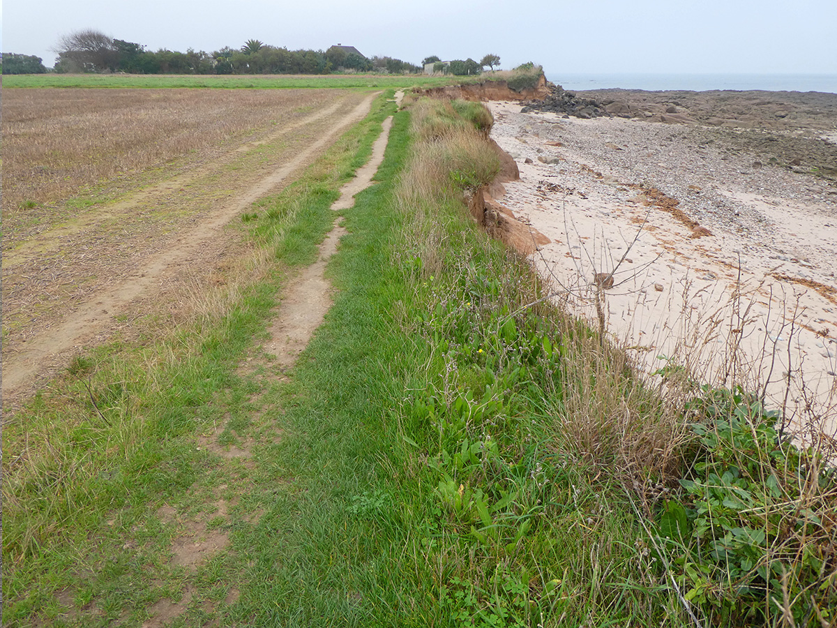 Vie et mort des paysages. Agriculture intensive et abeilles sauvages. Part. 3