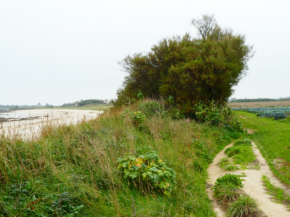 Vie et mort des paysages. Agriculture intensive et abeilles sauvages. Part. 3