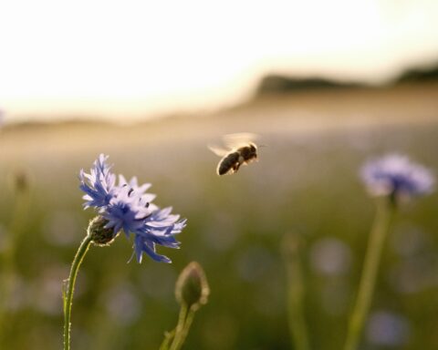 Réensauvager le jardin pour les pollinisateurs