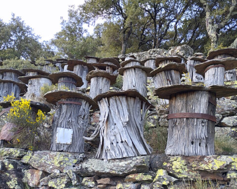 Ruches tronc cévennes